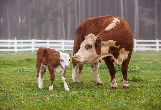 Calf with its mother (from istockphoto.com)