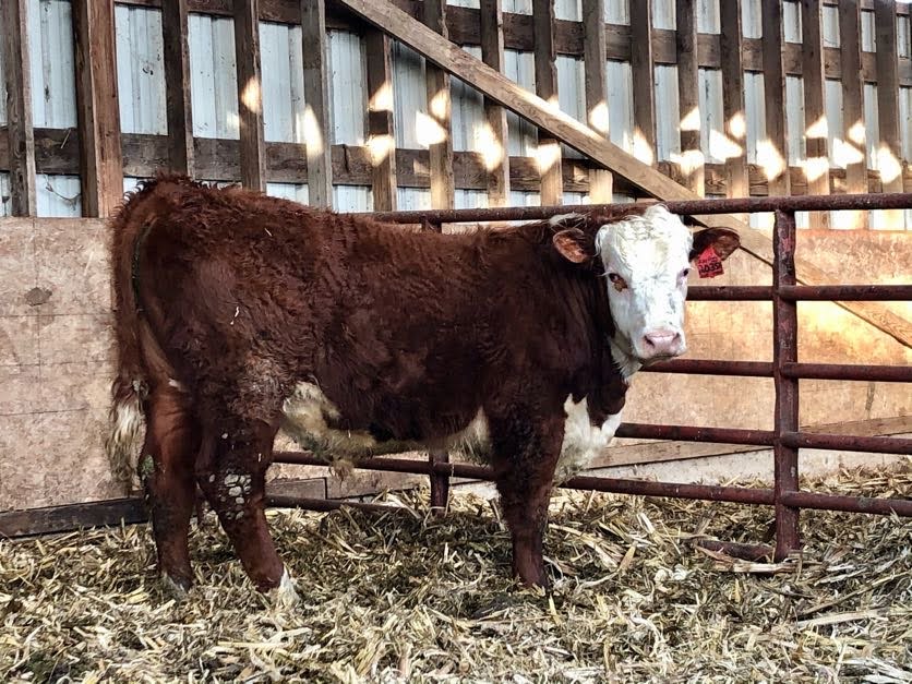 Bulls for Sale BJK Farms