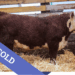 SOLD Purebred Hereford yearling bull for sale