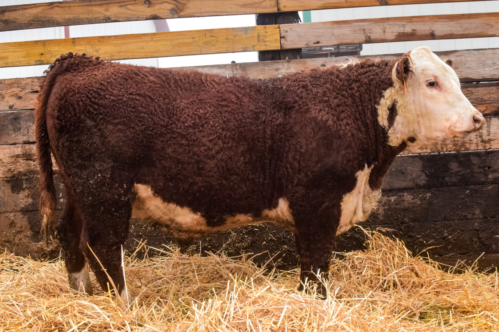 401M – BJK 133J Red Thunder 401M