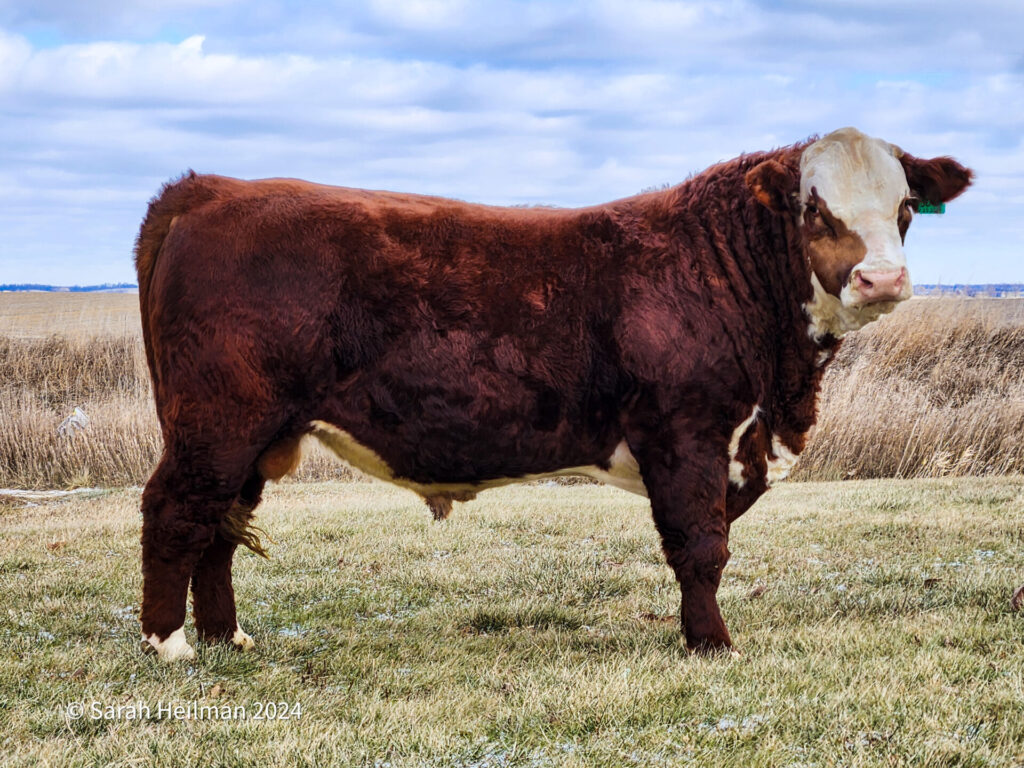 Hereford bull for sale posing on a grassy landscape