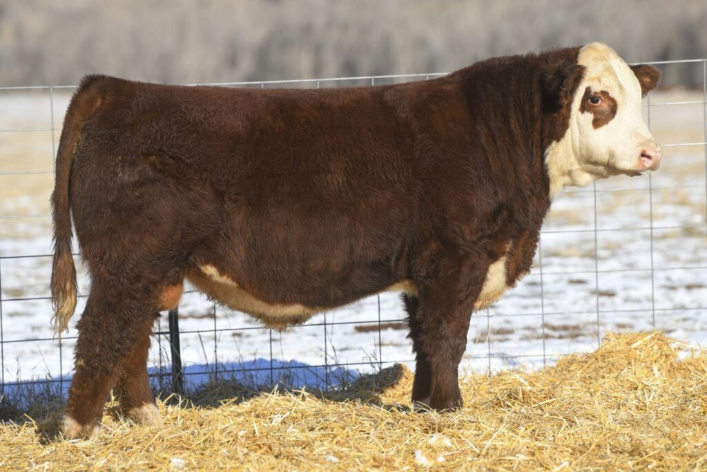 Purebred Hereford bull