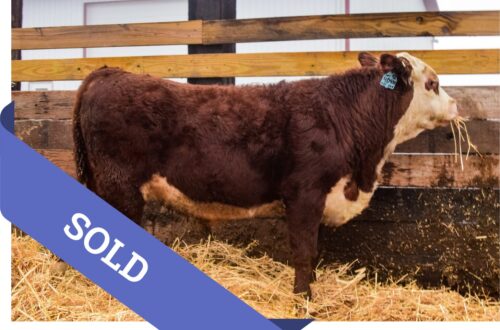 SOLD Hereford bull for sale