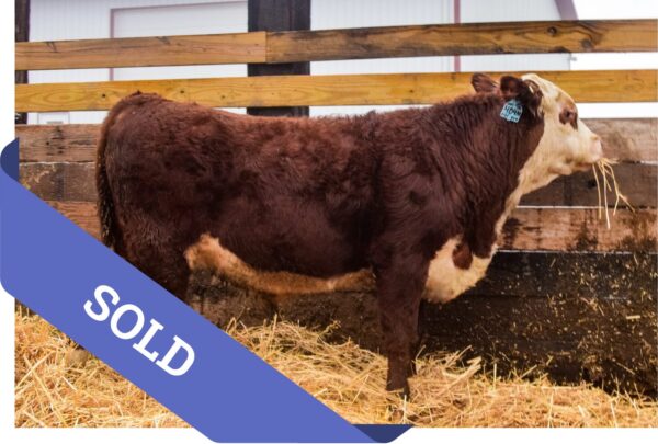 SOLD Hereford bull for sale
