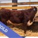 SOLD Hereford bull for sale