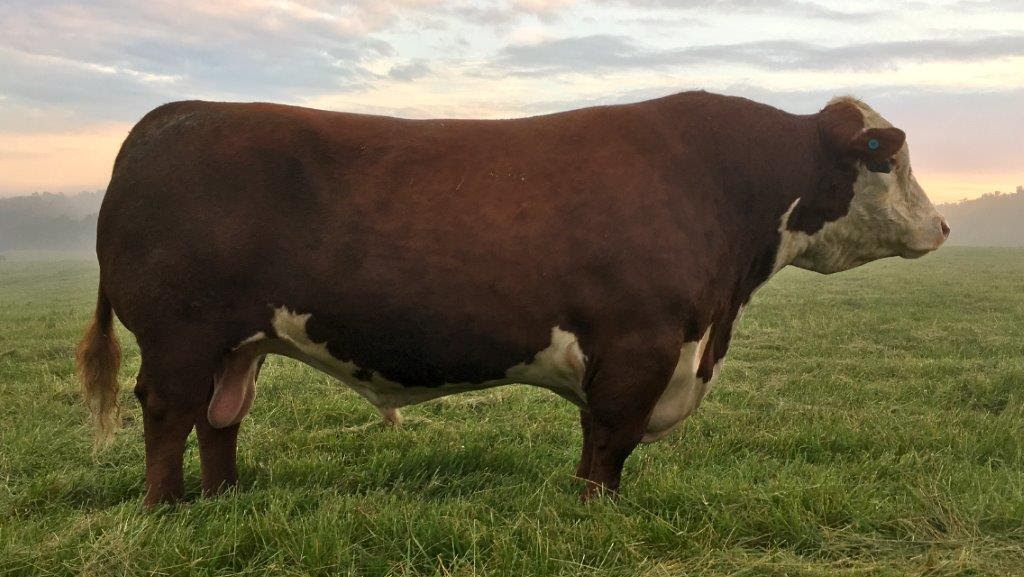 Purebred Hereford bull