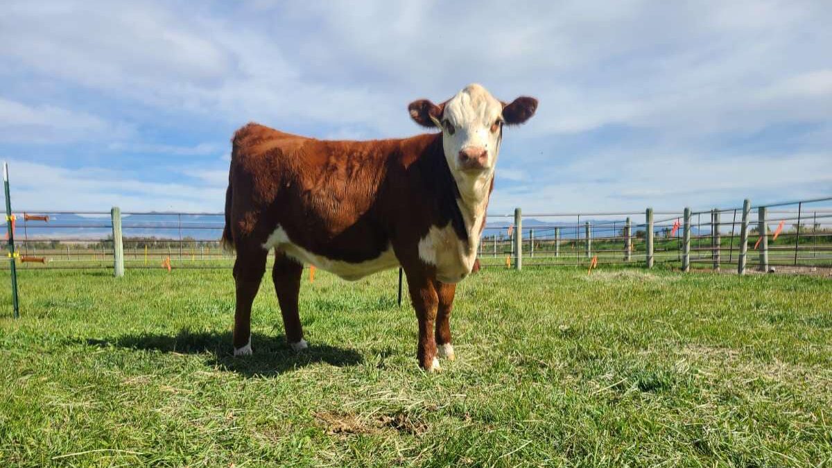 Healthy calf standing in a field in Vinton, Iowa