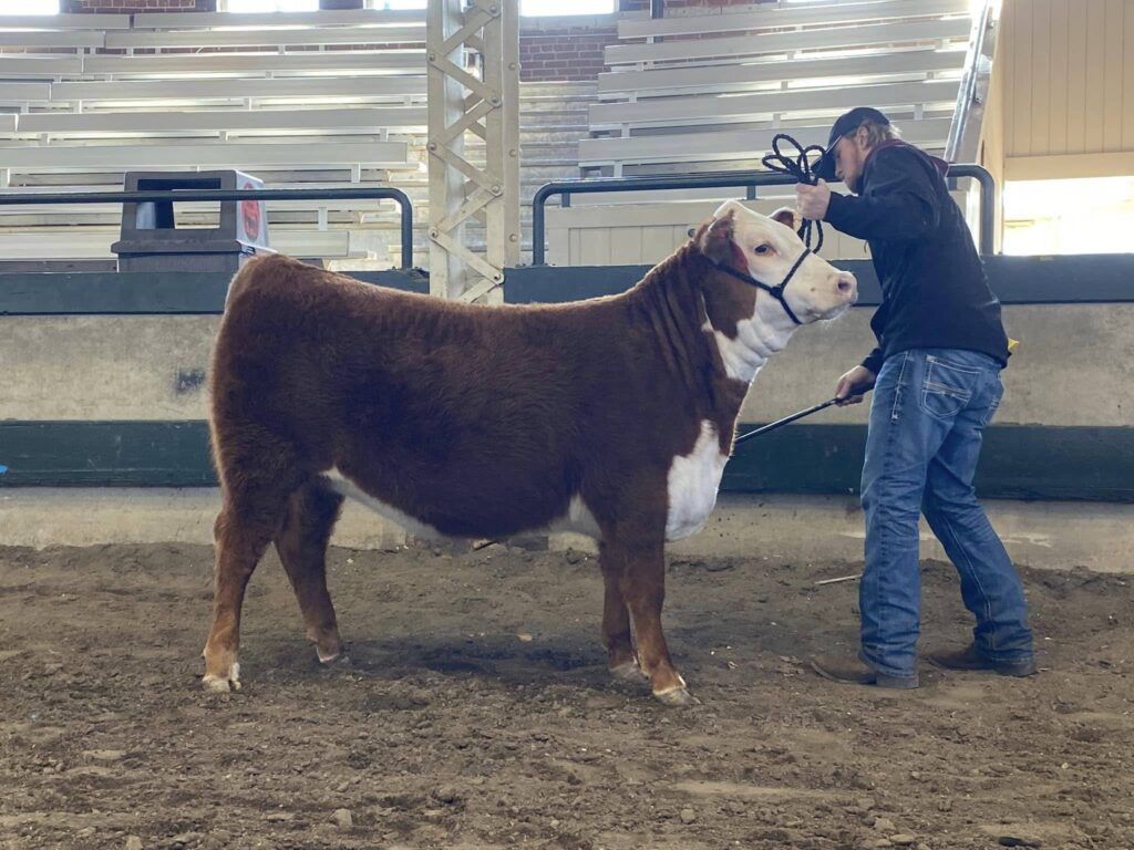 About BJK Farms - Jon Kreutner showing a heifer in 2022