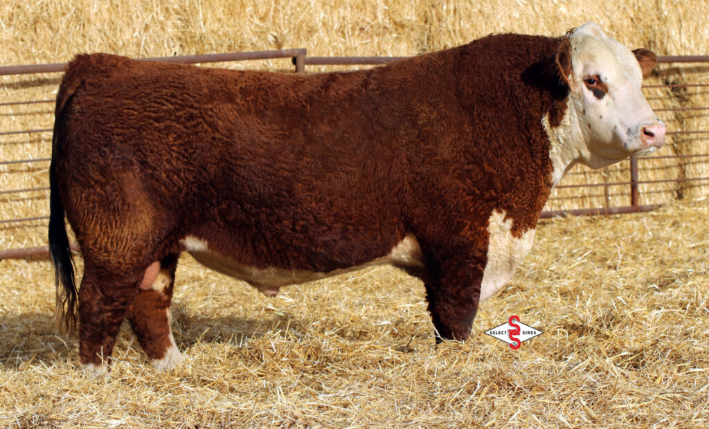 Purebred Registered Hereford sire