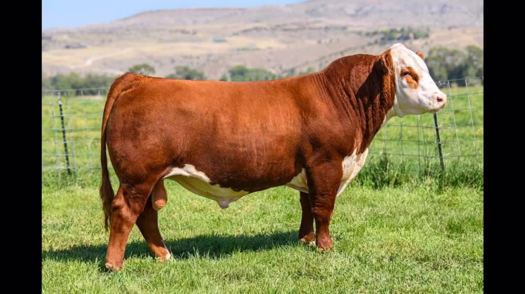 Purebred Hereford sire