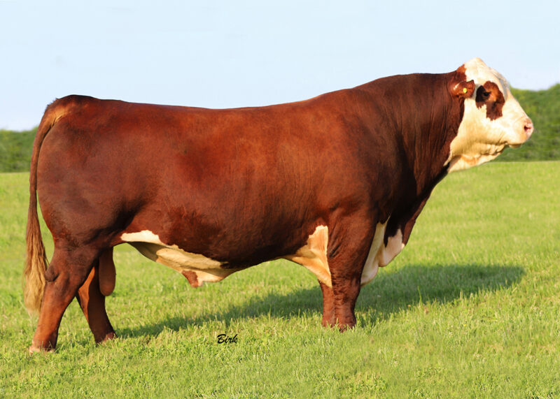 Purebred Hereford sire