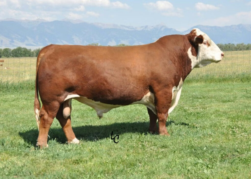 Purebred Registered Hereford sire