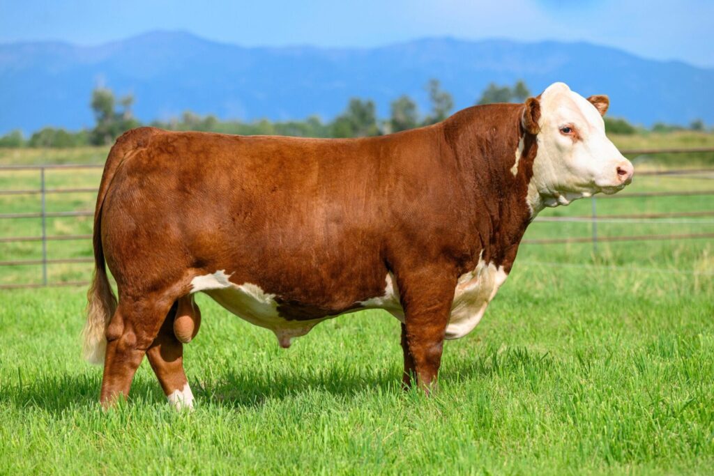 Purebred Hereford sire