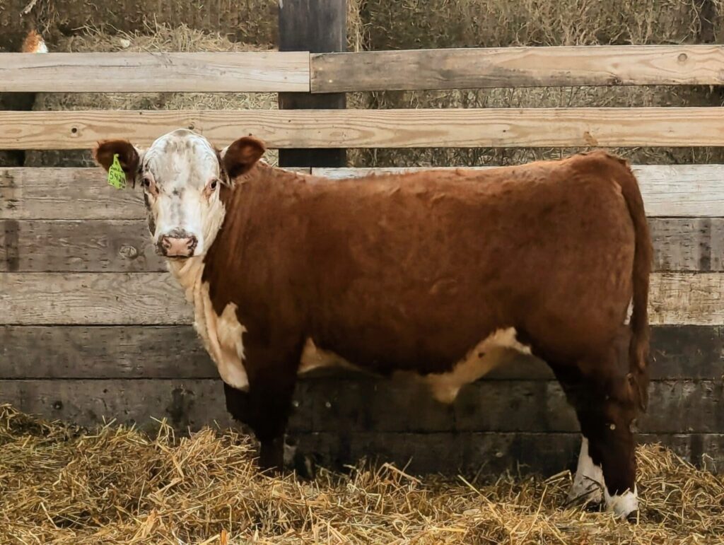 Purebred Hereford yearling bull for sale