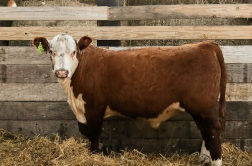 Purebred Hereford yearling bull for sale