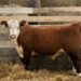 Purebred Hereford yearling bull for sale