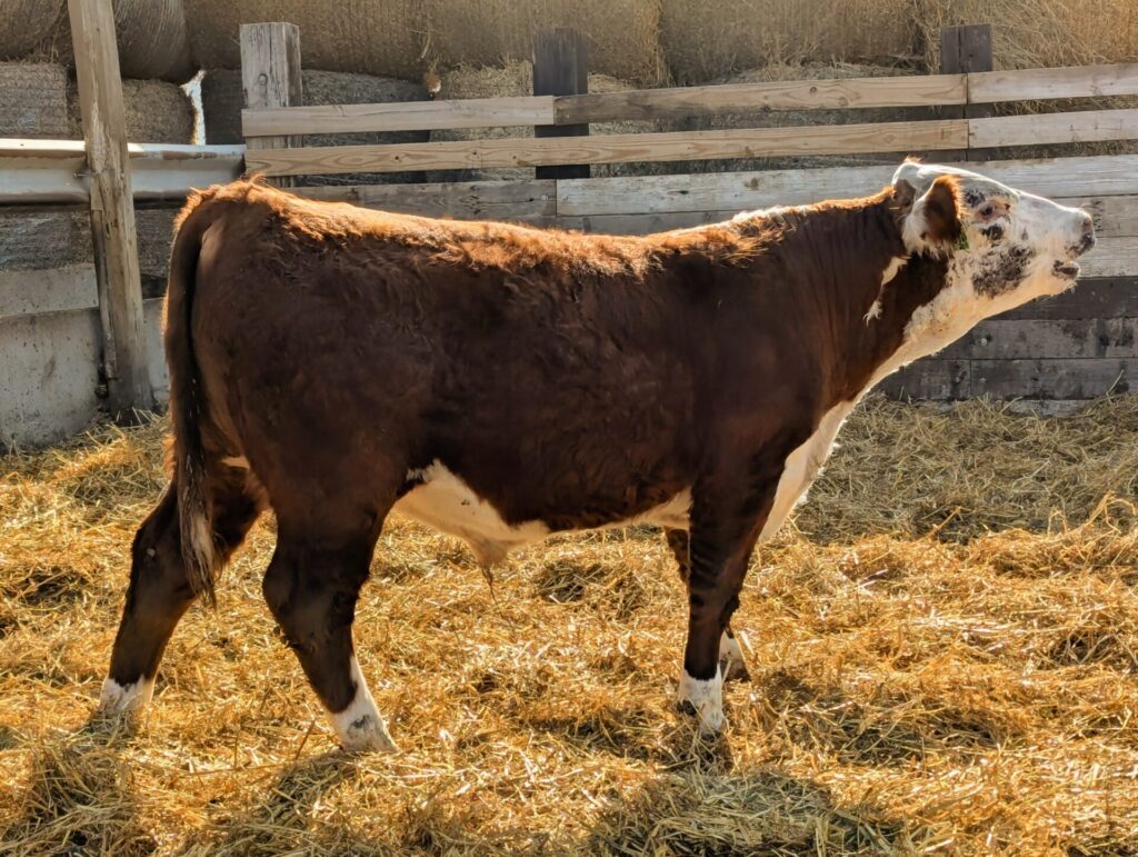 Purebred Hereford yearling bull for sale