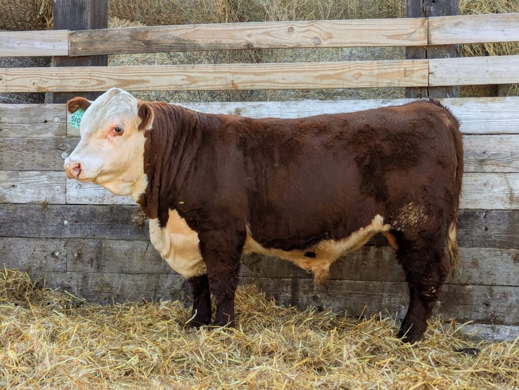 Purebred Hereford yearling bull for sale