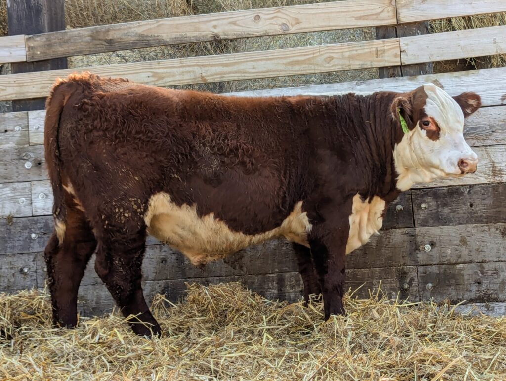 Purebred Hereford yearling bull for sale