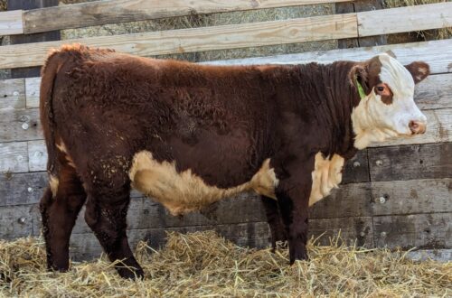 Purebred Hereford yearling bull for sale