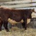 Purebred Hereford yearling bull for sale