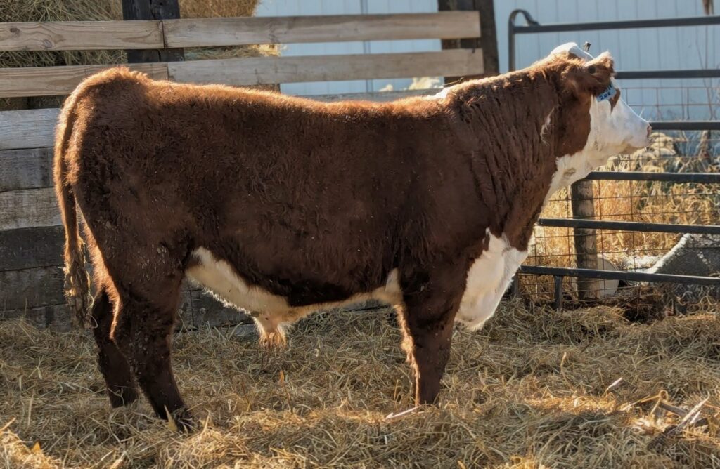 Purebred Hereford yearling bull for sale
