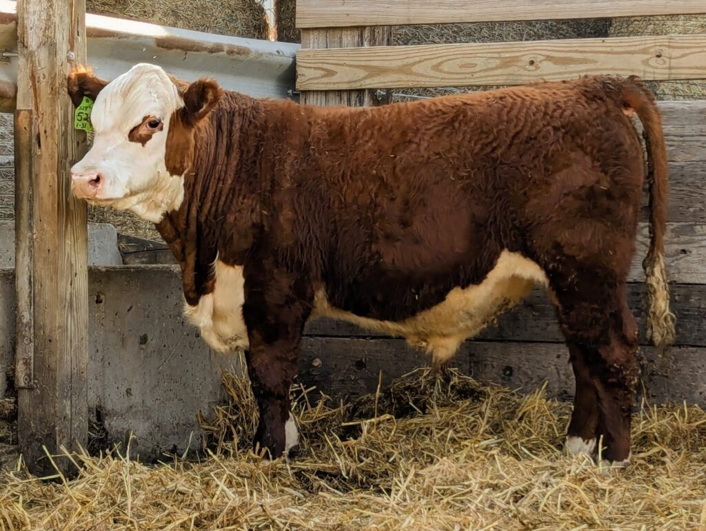 Purebred Hereford yearling bull for sale