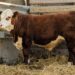 Purebred Hereford yearling bull for sale