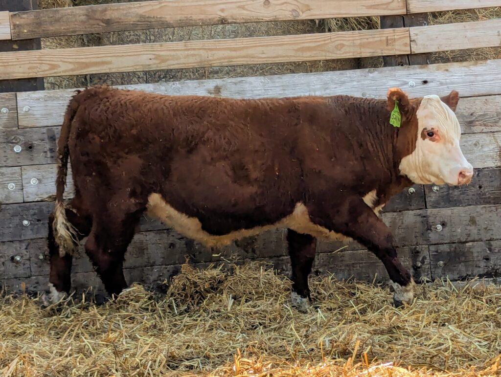 Purebred Hereford yearling bull for sale