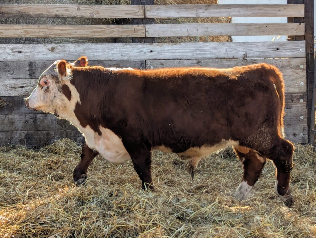Purebred Hereford yearling bull for sale