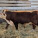 Purebred Hereford yearling bull for sale