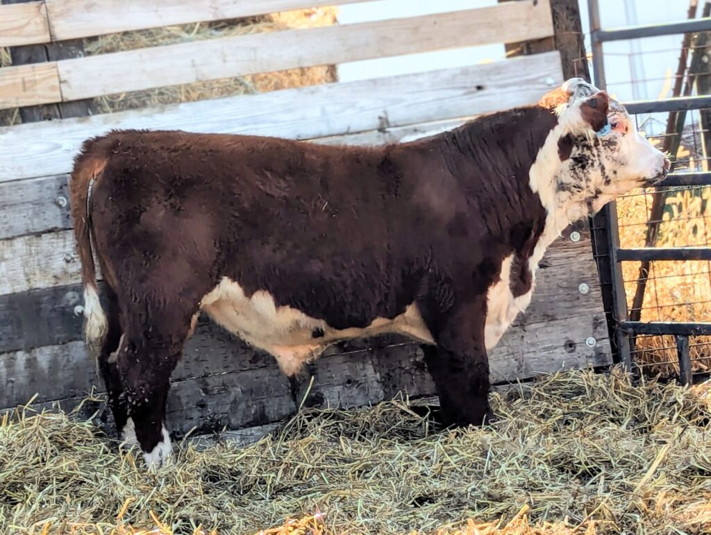Purebred Hereford yearling bull for sale