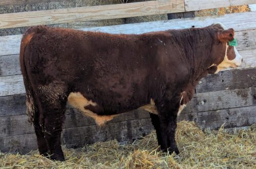 Purebred Hereford yearling bull for sale