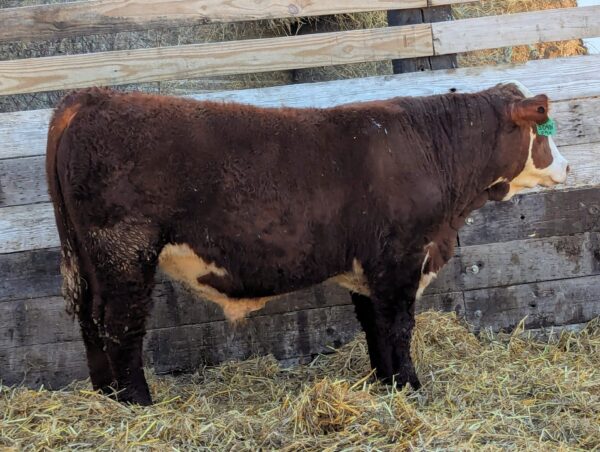 Purebred Hereford yearling bull for sale