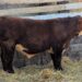 Purebred Hereford yearling bull for sale