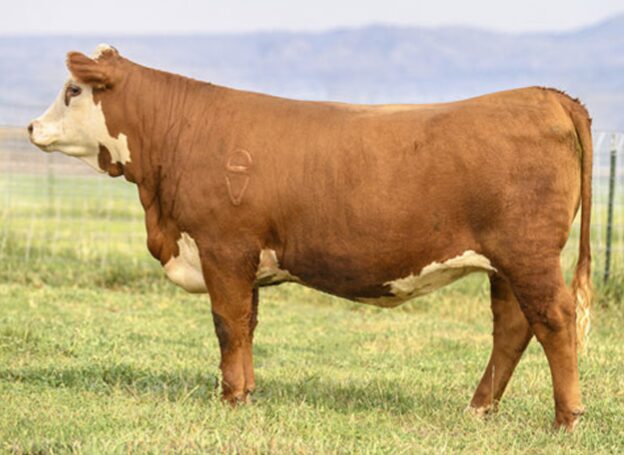 Purebred Hereford dam