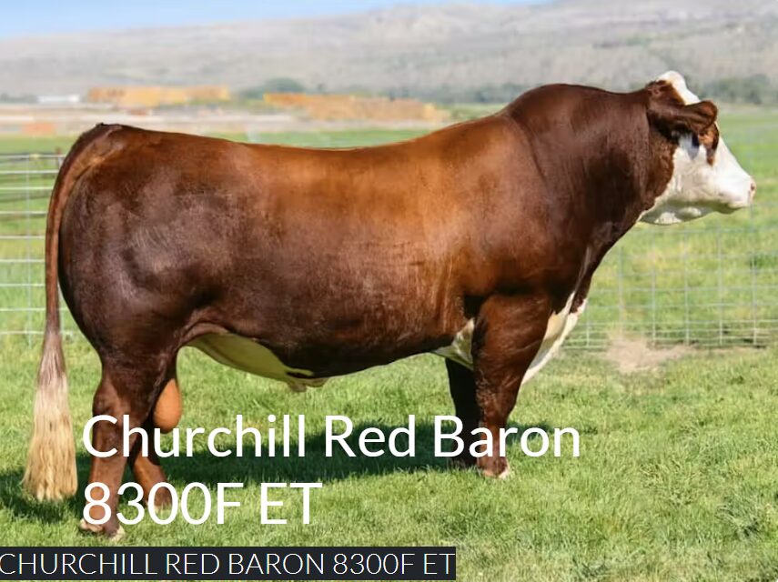 Purebred Hereford sire