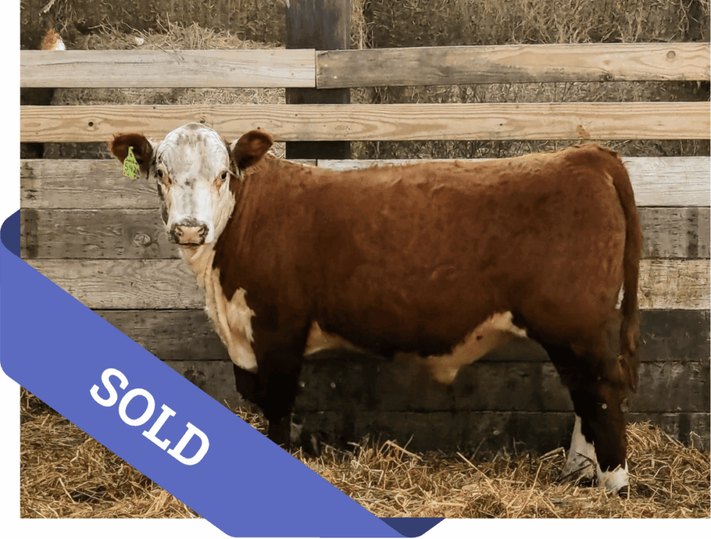 SOLD Purebred Hereford yearling bull for sale