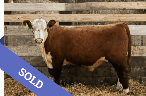 SOLD Purebred Hereford yearling bull for sale