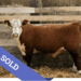 SOLD Purebred Hereford yearling bull for sale