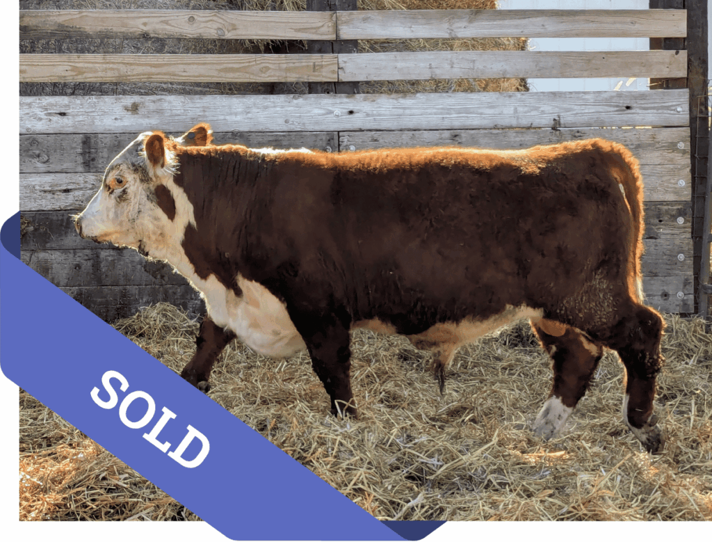 SOLD Purebred Hereford yearling bull for sale