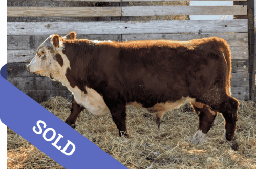 SOLD Purebred Hereford yearling bull for sale