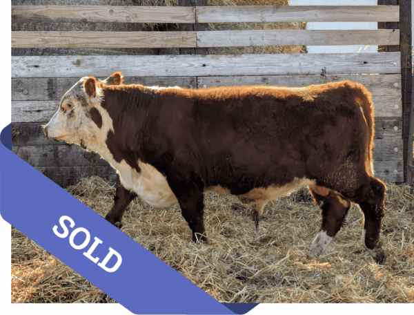 SOLD Purebred Hereford yearling bull for sale