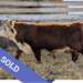 SOLD Purebred Hereford yearling bull for sale