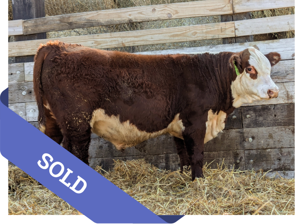 SOLD Purebred Hereford yearling bull for sale