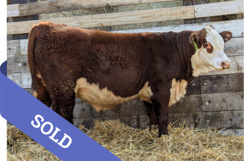 SOLD Purebred Hereford yearling bull for sale