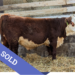 SOLD Purebred Hereford yearling bull for sale