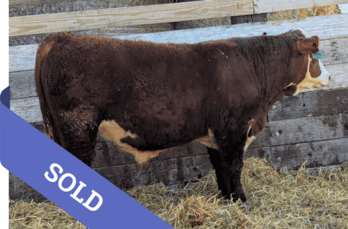 SOLD Purebred Hereford yearling bull for sale