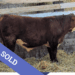 SOLD Purebred Hereford yearling bull for sale
