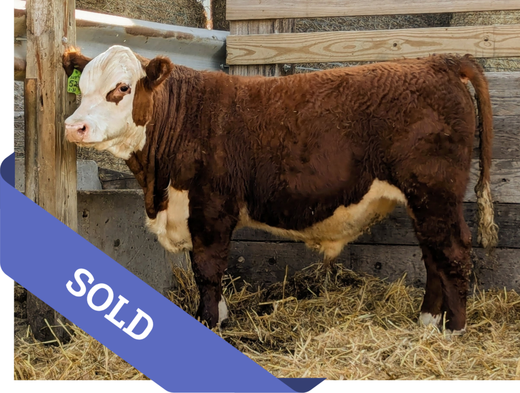 SOLD Purebred Hereford yearling bull for sale